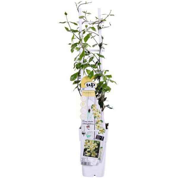 Image of Sternjasmin Trachelospermum 'Star of Toskana' – Gelb – Immergrüne Kletterpflanze – ca. 65cm Höhe – Duftender mediterraner Jasmin für Terrasse & Balkon-0