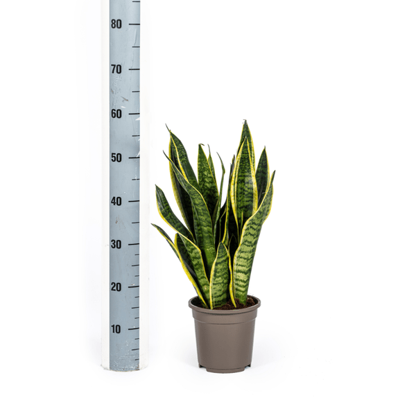 Image of Bogenhanf Sansevieria Trifasciata Futura Superba Zimmerpflanze Ø17cm ↕50-55cm – pflegeleichte Grünpflanze für Wohnzimmer, Büro & helle Standorte-2