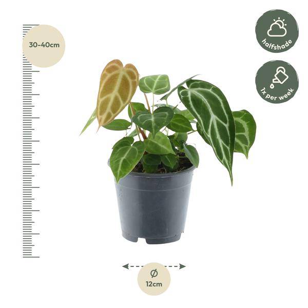 Image of Anthurium Crystallinum – Flamingoblume – Zimmerpflanze ↕35cm – Ø12cm – Exotische Grünpflanze mit herzförmigen Blättern & weißen Blattadern-1