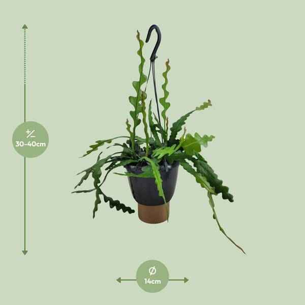 Image of Sägeblattkaktus Epiphyllum Anguliger Zimmerpflanze Ø14cm ↕35cm – pflegeleichte Sukkulente für Wohnzimmer, Büro & helle Standorte kaufen