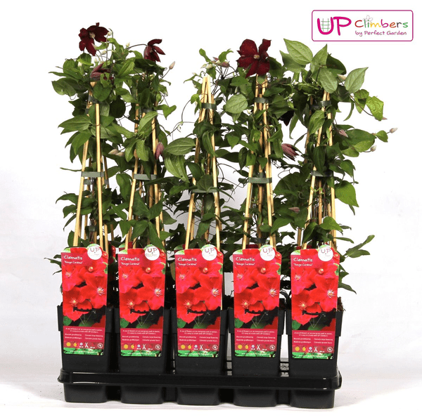 Image of Waldrebe – Clematis Hagley Hybrid – Ø15cm – ca. 65cm hoch – Winterharte Kletterpflanze mit großen rosa – bis purpurfarbenen Blüten-3