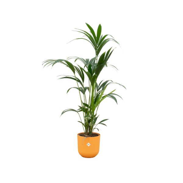 Image of Kentia Palme – Forstersche Kentia – Zimmerpflanze – 160cm hoch – Ø26cm inkl. Jazz Topf Gelb – Elegante Palme für Innenräume-0