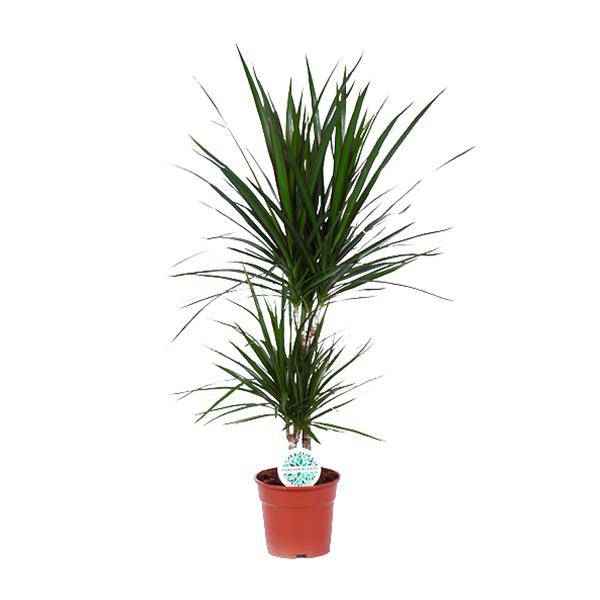 Image of Drachenbaum Dracaena Marginata Zimmerpflanze Ø17cm ↕75cm – pflegeleichte Grünpflanze für Wohnzimmer, Büro & helle Standorte kaufen-0