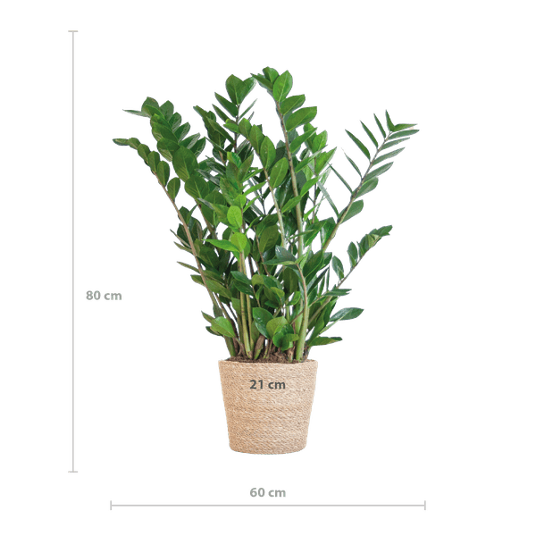Image of Zamioculcas Zamiifolia 80cm – Glücksfeder Zimmerpflanze Ø21cm – robuste & pflegeleichte Pflanze für Zuhause & Büro – inkl. handgeflochtenem Seegras-1