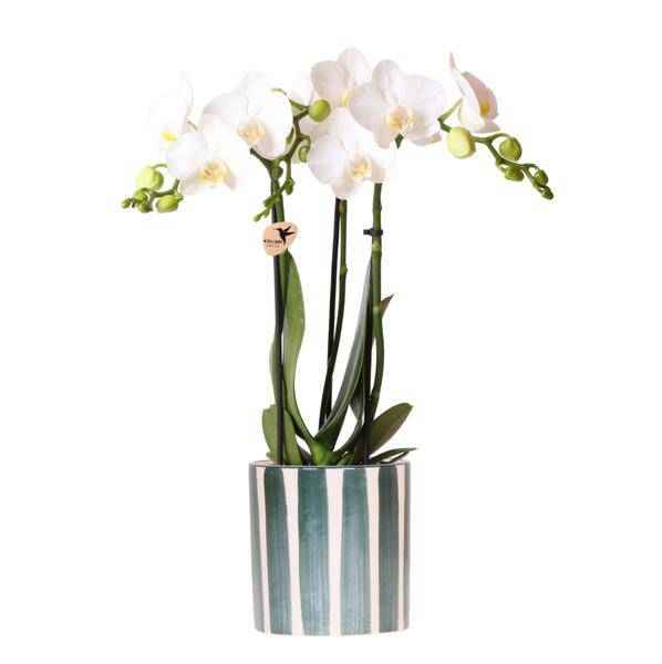 Image of Phalaenopsis Orchidee Amabilis Weiß – Zimmerpflanze Ø9cm – inkl. Painted Stripe Topf Grün – Elegante Orchidee mit 2-3 Blütenstielen-0