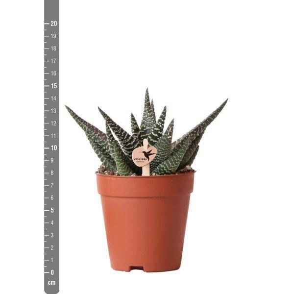 Image of Sukkulente Haworthia Royal Highness – Grüne & Weiße Zimmerpflanze – Ø9cm – Pflegeleicht & Robust – Ideal für helle Standorte-2