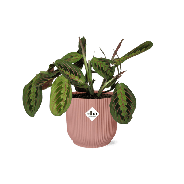 Image of Pfeilwurz Maranta Leuconeura Fascinator Tricolor Zimmerpflanze Ø14cm ↕25cm mit dekorativem Übertopf – pflegeleichte Grünpflanze für Wohnzimmer-0
