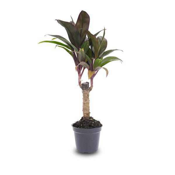 Image of Mini – Palme Cordyline fruticosa Purple Compacta – Terrarienpflanze – Ø6cm – Kompakte Keulenlilie mit violettem Laub – Pflegeleicht & dekorativ-2