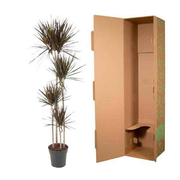 Image of Drachenbaum – Dracaena Magenta 180cm – Ø27cm – Zimmerpflanze mit grünen Blättern & magentafarbenem Rand – Pflegeleicht-2