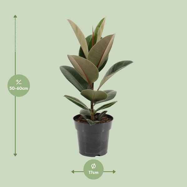 Image of Gummibaum Ficus Elastica Robusta – Ø17cm – ↕55cm – Pflegeleichte Zimmerpflanze mit großen, glänzenden Blättern-1