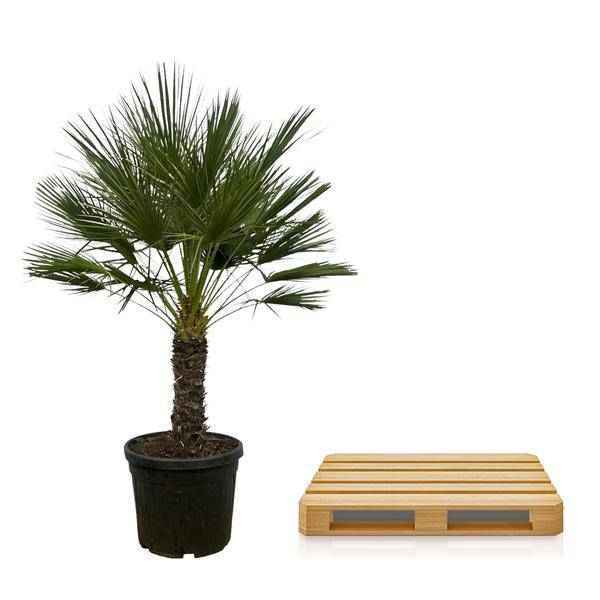 Image of Chamaerops Humilis auf Stiel – Zwergpalme – Fächerpalme – Mediterrane Zimmer – und Kübelpflanze – Ø45cm – ↕150cm-2