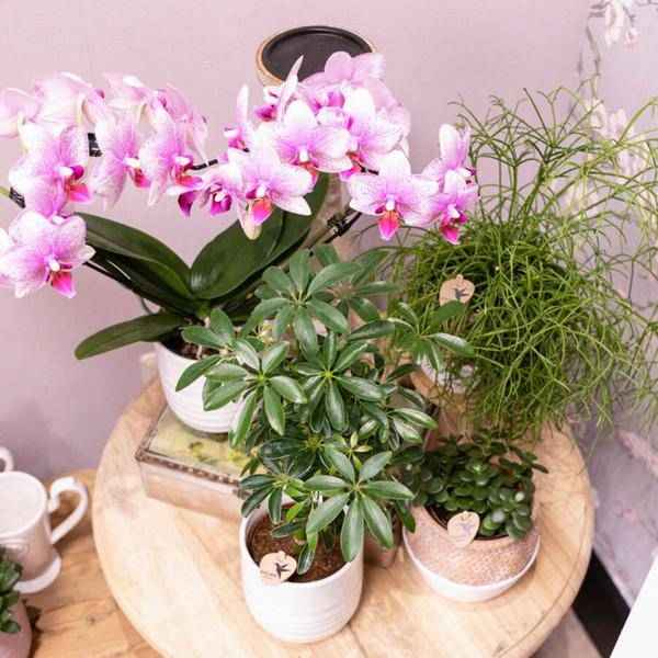 Image of Phalaenopsis Orchidee – Rosa Mineral Rotterdam – Ø9cm – Blühende Zimmerpflanze – 2-3 Zweige – Pflegeleicht & dekorativ – Für Wohnzimmer, Büro & Bad-2