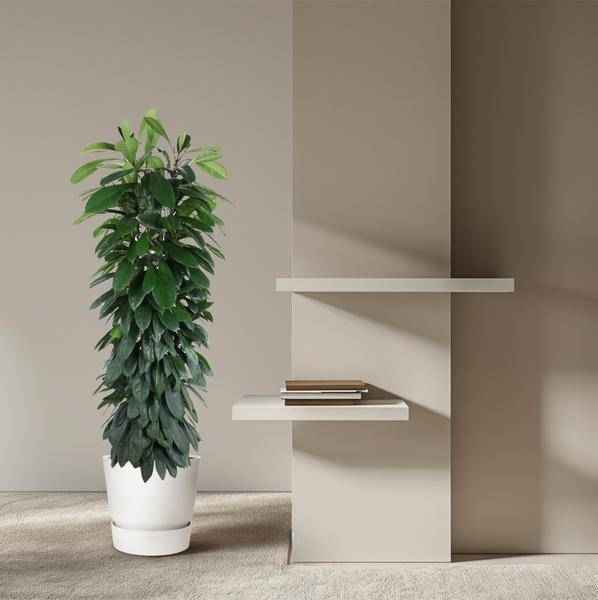 Image of Gummibaum Zimmerpflanze Ø29cm ↕150cm – pflegeleichte Grünpflanze für Wohnzimmer, Büro & helle Standorte kaufen-3
