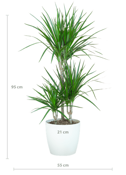 Image of Dracaena Marginata – Drachenbaum – Zimmerpflanze – ca. 95cm hoch – Ø21cm – inkl. nachhaltigem Viber Übertopf Weiß-1
