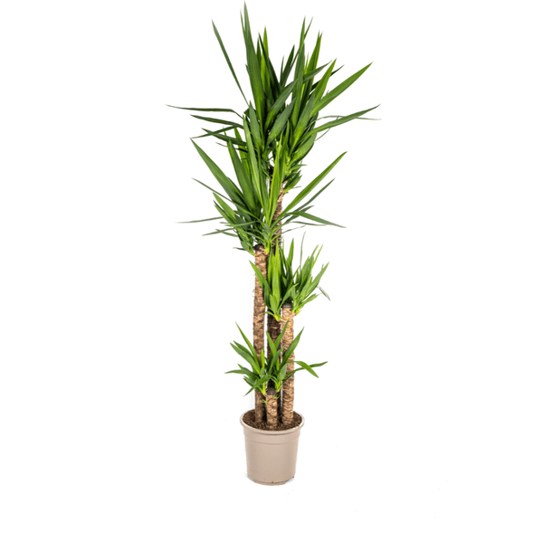 Image of Riesen – Palmlilie Yucca Elephantipes Zimmerpflanze Ø27cm ↕160cm – pflegeleichte Grünpflanze für Wohnzimmer, Büro & helle Standorte kaufen-0
