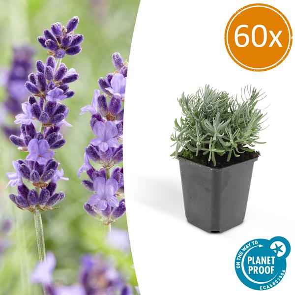 Image of Lavandula angustifolia Hidcote – Lavendel – Reich blühend – ↕10-25cm – Ø9cm – 60 Pflanzen – Pflegeleicht & sonnig – Für Garten, Beete & Balkon-1