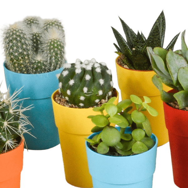 Image of Sukkulenten & Kakteen Mix 15 Pflanzen Ø5,5cm – pflegeleichtes Pflanzen Set für Urban Jungle, Fensterbank, Wohnzimmer & Büro