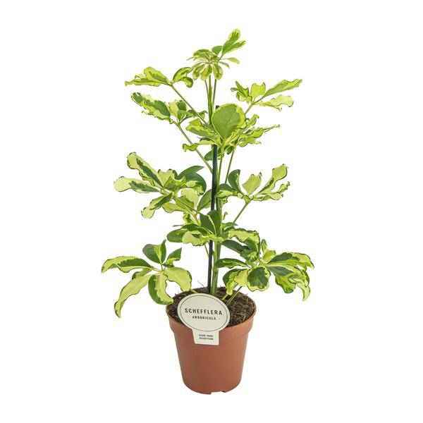 Image of Strahlenaralie Schefflera Charlotte Zimmerpflanze Ø13cm ↕45cm – pflegeleichte Grünpflanze für Wohnzimmer, Büro & helle Standorte kaufen-0
