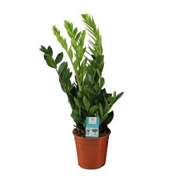 Image of Glücksfeder Zamioculcas Zamiifolia Zimmerpflanze Ø17cm ↕65cm – pflegeleichte Grünpflanze für Wohnzimmer, Büro & helle Standorte kaufen