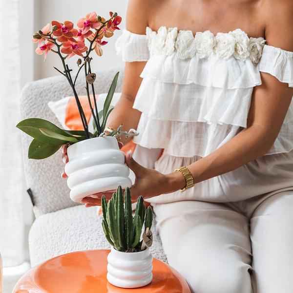 Image of Phalaenopsis Orchidee Mineral Bolzano Orange – Zimmerpflanze mit 2-3 Zweigen – Inklusive Bubble Keramiktopf Weiß Ø9cm