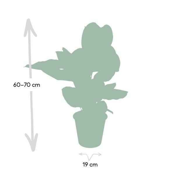 Image of Calathea Ornata Korbmarante – Zimmerpflanze – Ø19cm ↕75cm – Dunkelgrüne Blätter mit rosa Streifen – Tropische Pflanze für Wohnräume-2