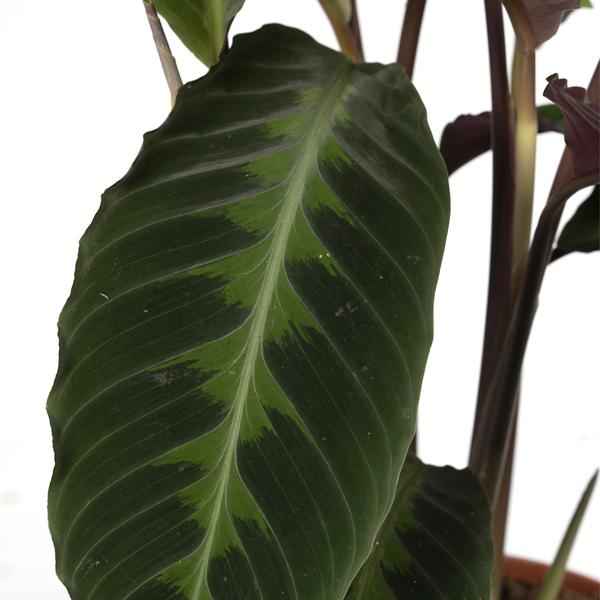 Image of Calathea Warscewiczii – Pfauenpflanze – Ø19cm x H70cm – Samtige Zimmerpflanze mit gemusterten Blättern – Für schattige Standorte – Pflegeleicht-2