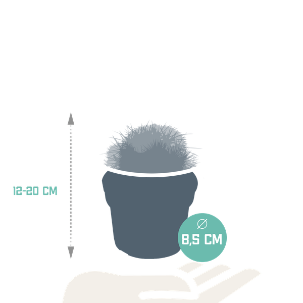 Image of Kaktus Bolcactus Mix – 3 Pflanzen – Ø8,5cm Zimmerpflanzen – Verschiedene Kugelkakteen – Pflegeleichte Sukkulenten für Fensterbank, Büro & Wohnzimmer-3