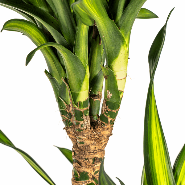 Image of Dracaena deremensis Rikki Drachenbaum 130-150cm 24cm Zimmerpflanze pflegeleicht grüne Blattpflanze für Wohnzimmer Büro Flur moderne große Grünpflanze-3