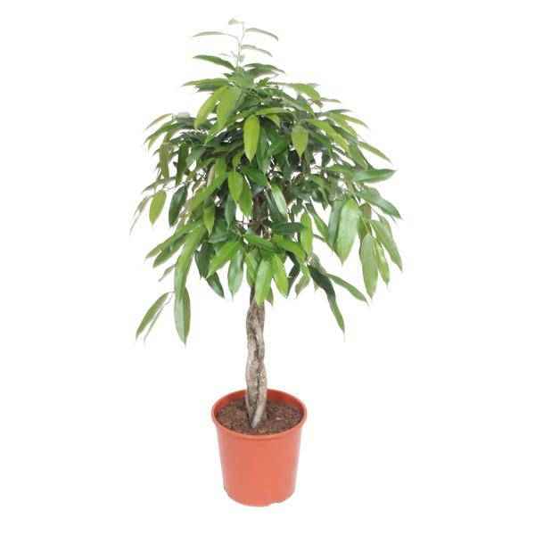 Image of Ficus Amstel King – Schmalblättriger Gummibaum – 140cm hoch – Ø30cm – Zimmerpflanze mit geflochtenem Stamm – Pflegeleicht & luftreinigend-0