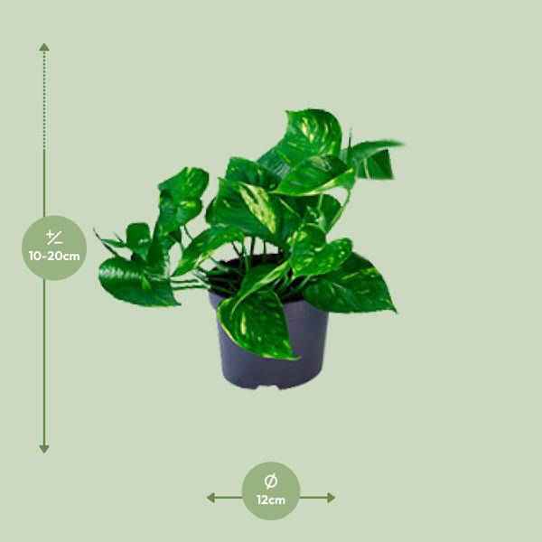 Image of Efeutute – Epipremnum aureum – Ø12cm x H20cm – Schnelle & pflegeleichte Zimmerpflanze – Kletter – oder Hängepflanze – Luftreinigend – Im Pflanztopf