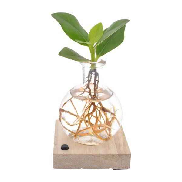 Image of Clusia In Samoa LED – Autogramm – Baum – Ø5cm – Höhe ca. 10cm – Pflegeleichte Zimmerpflanze – Tropische Mini – Pflanze für Innenräume & Geschenkidee-0