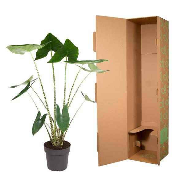 Image of Tiger – Pfeilblatt Alocasia Zebrina Zimmerpflanze Ø32cm ↕130cm – pflegeleichte Grünpflanze für Wohnzimmer, Büro & helle Standorte kaufen-2
