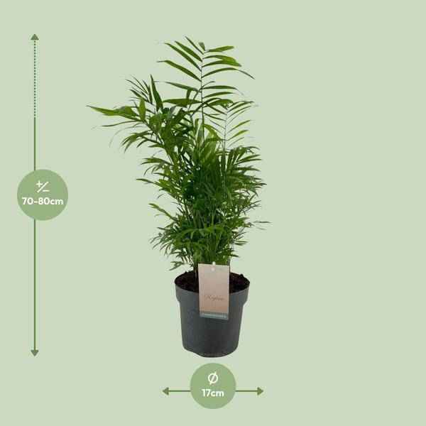 Image of Mexikanische Bergpalme Chamaedorea Elegans – Ø17cm – ↕50cm – Pflegeleichte Zimmerpalme mit luftreinigend-1