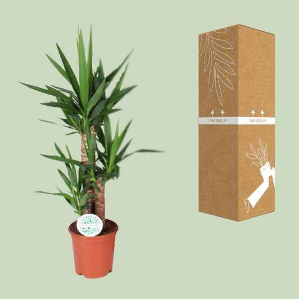 Image of Palmlilie – Yucca – Zimmerpflanze – Ø21cm – ca. 90cm hoch – pflegeleichte Grünpflanze für Wohnzimmer Büro Flur
