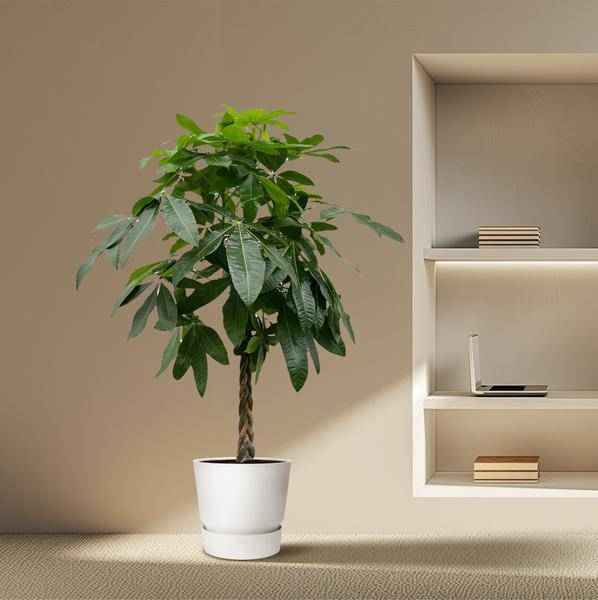 Image of Glückskastanie – Pachira Aquatica – 150cm hoch – Ø27cm – Geldbaum als Zimmerpflanze – Luftreinigend & pflegeleicht – Ideal für Zimmer & Büro