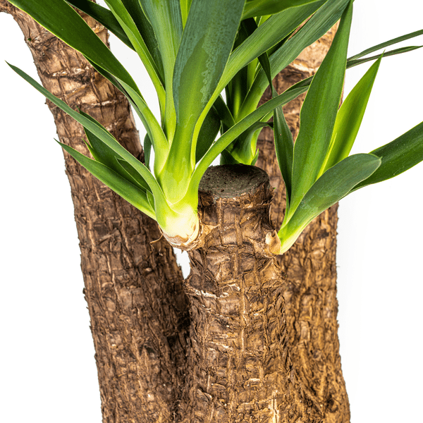 Image of Riesen – Palmlilie – Yucca Elephantipes – Zimmerpflanze – Ø24cm – ↕90-100cm – Pflegeleicht & robust – Luftreinigend-1