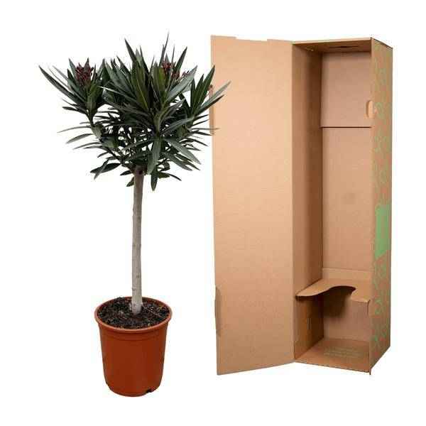 Image of Rosenlorbeer Gartenpflanze Ø22cm ↕90cm – Pflanze für Garten, Balkon, Terrasse, Kübel & Beet online kaufen-2