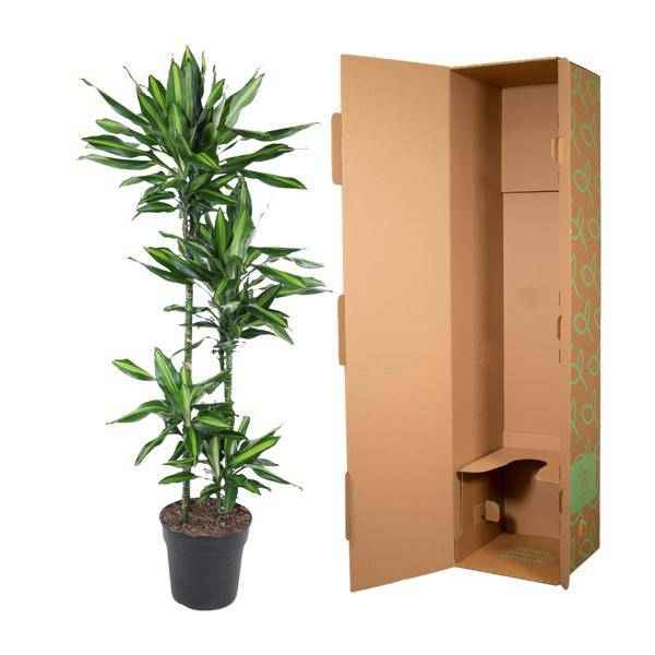 Image of Drachenbaum Zimmerpflanze Ø27cm ↕150cm – pflegeleichte Grünpflanze für Wohnzimmer, Büro & helle Standorte kaufen-3
