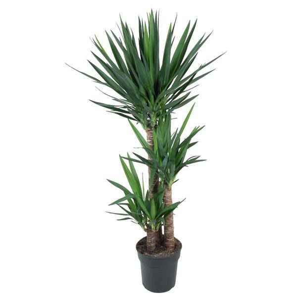 Image of Yucca Elephantipes – Riesen – Palmlilie – Zimmerpflanze – Ø27cm – ↕140cm – Pflegeleicht & Robust – Für Innen & Außen-0