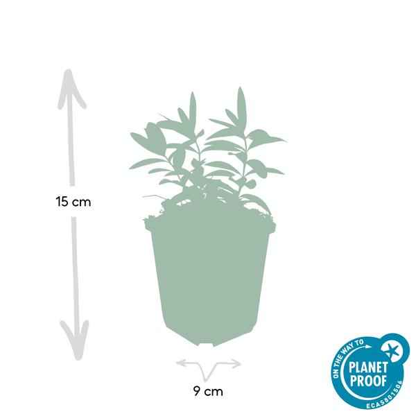 Image of Großkelchiges Johanniskraut Hypericum calycinum – Bodendecker – Ø9cm – ↕10-25cm – 60 Pflanzen – gelbe Blüten – pflegeleicht & sonnig-3