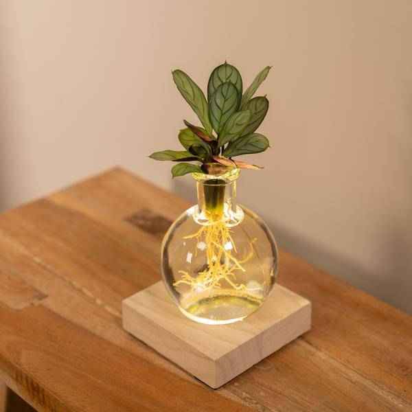 Image of Calathea Hydroponie – Mischung im Samoa Glas mit LED Beleuchtung Zimmerpflanze Ø12cm ↕10cm – pflegeleichte Grünpflanze für Wohnzimmer, Büro