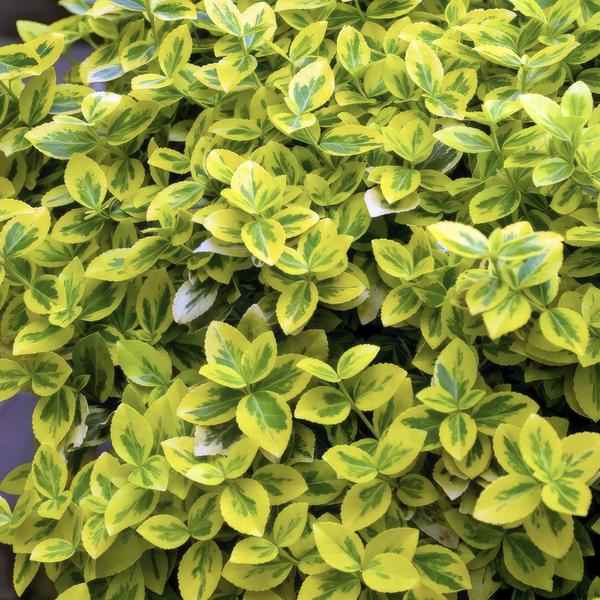 Image of Spindelstrauch Euonymus fortunei 'Emerald 'n Gold' – 12 Pflanzen – ↕10-25cm – Ø9cm – Immergrün – Für Hecken, Beete & Solitär