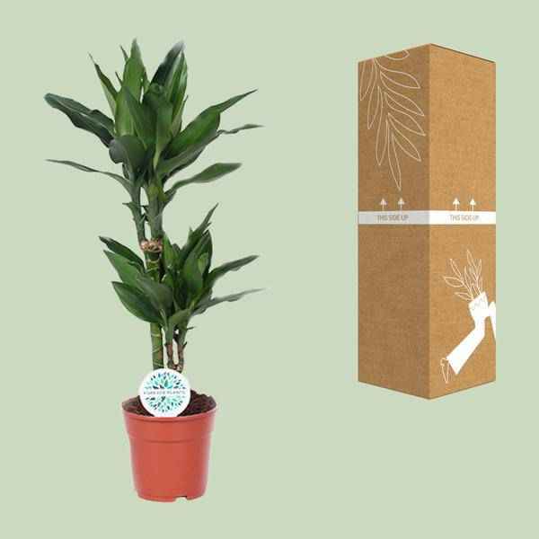 Image of Drachenbaum Dracaena Janet Lind Zimmerpflanze Ø17cm ↕70cm – pflegeleichte Grünpflanze für Wohnzimmer, Büro & helle Standorte kaufen-2