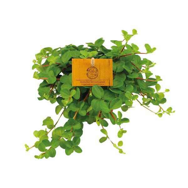 Image of Zwergpfeffer Peperomia Rotundifolia – Zimmerpflanze – Ø11cm ↕15cm – Kompakte & pflegeleichte Grünpflanze – Blattschmuckpflanze für Zuhause & Büro-0