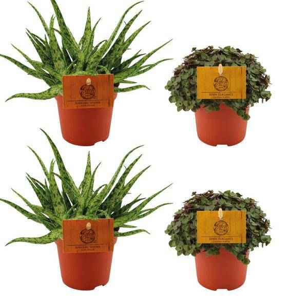 Image of Aloe Spider + ,Callisia Turtle – 4 Zimmerpflanzen im Set – Ø10.5cm – ↕10cm – Pflegeleichte Sukkulenten & Grünpflanzen – Dekorativ & robust – Für Fensterbank, Wohnzimmer & Büro-0