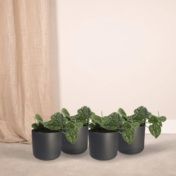 Image of Efeutute Scindapsus pictus Epipremnum Zimmerpflanze Ø12cm – pflegeleichte Grünpflanze für Wohnzimmer, Büro & helle Standorte kaufen-1