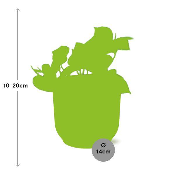 Image of Efeutute Epipremnum Pinnatum Aureum Zimmerpflanze – pflegeleichte Grünpflanze für Wohnzimmer, Büro & helle Standorte kaufen-1