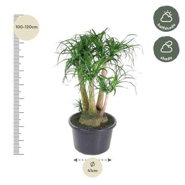 Image of Beaucarnea Zimmerpflanze Ø41cm ↕110cm – pflegeleichte Grünpflanze für Wohnzimmer, Büro & helle Standorte kaufen-1
