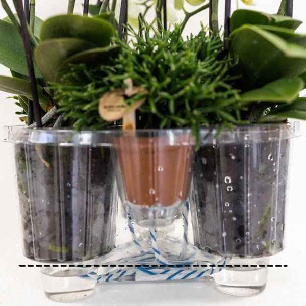 Image of Einlage mit Wasserreservoir für Orchideenschale – Bewässerungssystem für Orchideen – 1x12cm + 2x9cm Töpfe – inkl. WaterWicks – Ø25cm