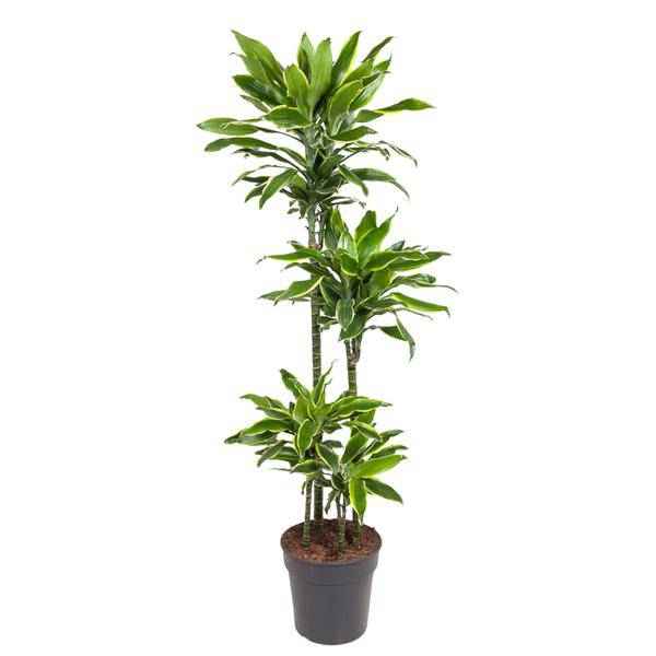 Image of Drachenbaum Zimmerpflanze Ø27cm ↕140cm – pflegeleichte Grünpflanze für Wohnzimmer, Büro & helle Standorte kaufen